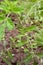 Green tomato fruit growing among flower buds