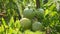 Green tomato fruit grows and ripens on a plant in a vegetable greenhouse garden. Health unripe, cultivation leaves close