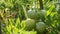 Green tomato fruit grows and ripens on a plant in a vegetable greenhouse garden. Health unripe, cultivation leaves close