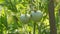 Green tomato fruit grows and ripens on a plant in a vegetable greenhouse garden. Health unripe, cultivation leaves close