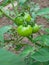 Green tomato fruits with yellowish hue growth in soil