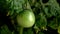 Green Tomato Growing