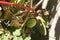 Green tomato growing in the garden