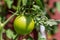 Green tomato growing on plant