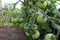 Green tomato grows on a bush in a greenhouse