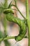 Green tomato hornworm