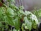 Green tomato plant grows indoors