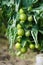 Green tomato plant sprayed with chemical mixture