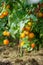 Green tomato plant sprayed with chemical mixture