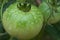 Green Tomato after a rain.