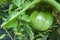 Green tomato ripen. Harvest soon