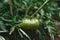 Green tomato ripens in garden. Branch with tomato