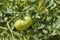 Green tomato ripens in the sun