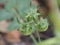 Green tomato sapling on blur background