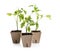 Green tomato seedlings in peat pots isolated