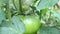 Green tomato swaying from weak wind