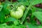 Green tomato vegetable immature agricultural background, ripening of a crop on a bush close-up