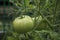 Green Tomato on the Vine in the Garden in the Summer