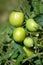 Green Tomatoes