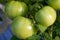 Green tomatoes