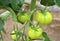 Green tomatoes