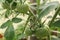 Green tomatoes on the branches in the greenhouse