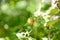 Green tomatoes on a bush branch in a greenhouse