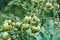 Green tomatoes on a bush. Green unripe tomatoes in the garden. Tomatoes on the vine, growing on the branches. A bush of