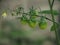 Green tomatoes developing on a tomato plant