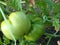 Green tomatoes of different grades collected in a brush