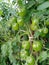 Green Tomatoes at Farm ciwidey west java indonesia