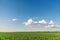 Green tomatoes field with irrigation system and low clouds in sunset