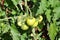 Green tomatoes fruits