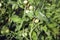 Green tomatoes fruits and plants