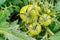 Green tomatoes in the garden. Growing tomatoes on their own land. Three ripening tomatoes on the branches among the leaves.