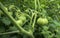 Green Tomatoes in the Garden with Raindrops