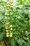 Green tomatoes in greenhouse