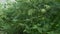 Green tomatoes in a greenhouse, agriculture