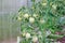 Green tomatoes in a greenhouse. Gardening
