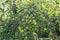 green tomatoes in the greenhouse, selective focusing, tinted image, growing different varieties of tomatoes in your