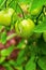 Green tomatoes grow on a bush crop design vertical photo closeup