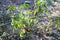 Green tomatoes grow on twigs summer. Beautiful green unripe heirloom tomatoes grown on a farm