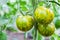 Green tomatoes growing on branch