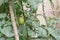 Green tomatoes growing on homemade tree branches trellis structure at container garden in Hanoi