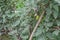 Green tomatoes growing on homemade tree branches trellis structure at container garden in Hanoi