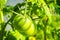 Green tomatoes growing riping in greenhouse, selective focus