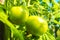 Green tomatoes growing riping in greenhouse, selective focus