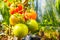 Green tomatoes growing riping in greenhouse, selective focus