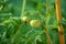 Green tomatoes growing on the vine