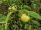 Green tomatoes, grown in a tomato nursery.